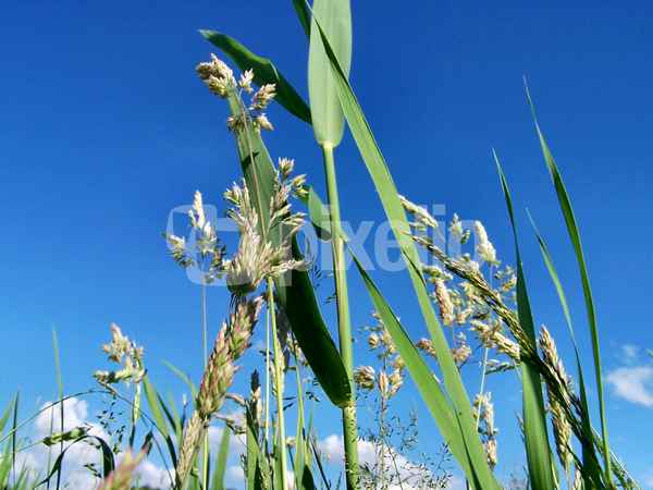 Im Gras liegen