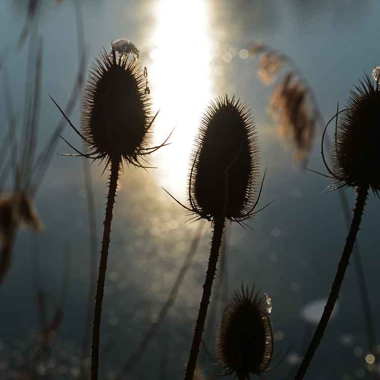 Karden im Gegenlicht