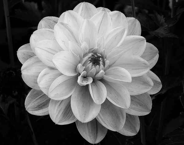 Dahlie in Schwarzweiß