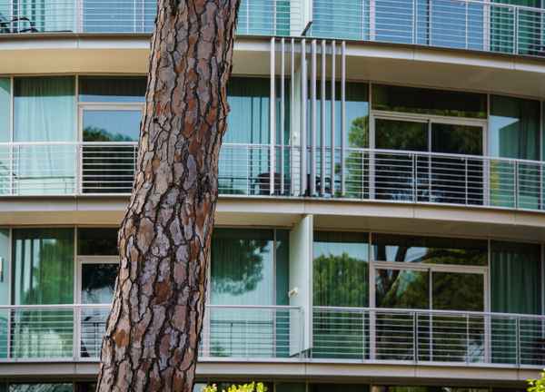 Kontraste - moderne Architektur und alte Pinie