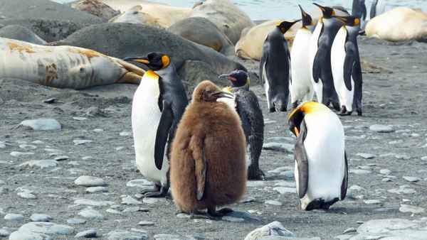 Vollschlanker Pinguin