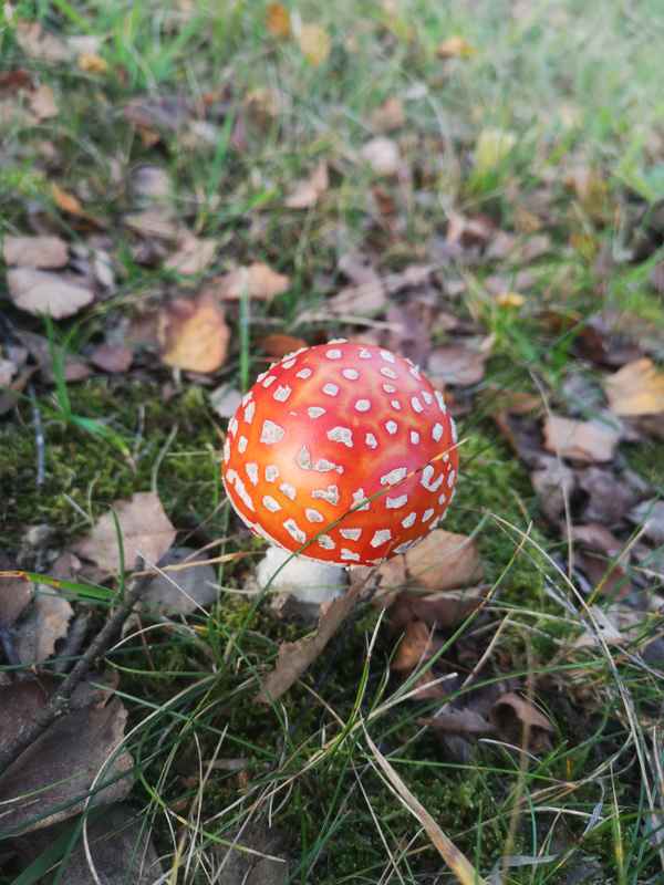 Fliegenpilz