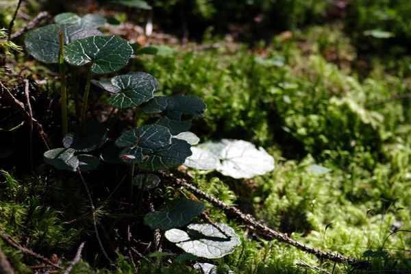 Am Waldboden