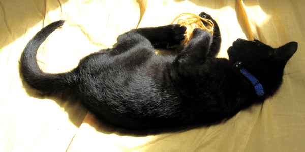 Kitty beim Spielen 2