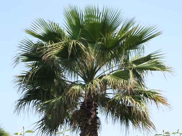 Palme gegen blauen Himmel