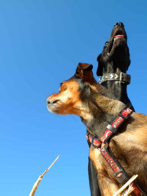 Oben auf dem Heuballen