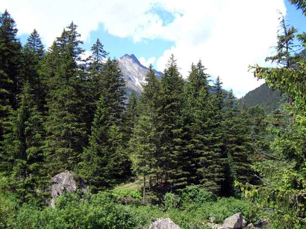 Tannenwald im Gebirge