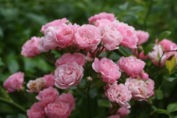 Rosa Rosen