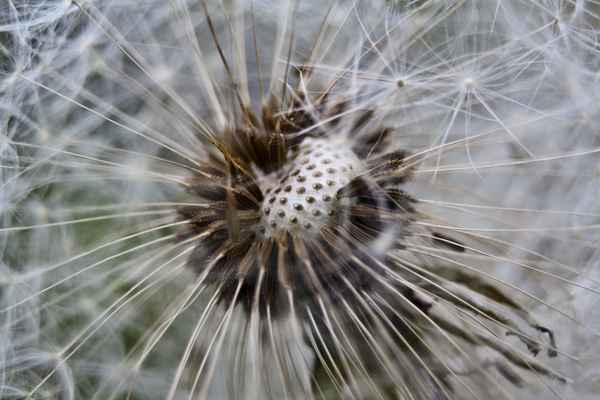 Pusteblume Makro #1