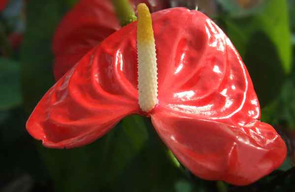 Glänzend rote Schönheit (Anthurie)