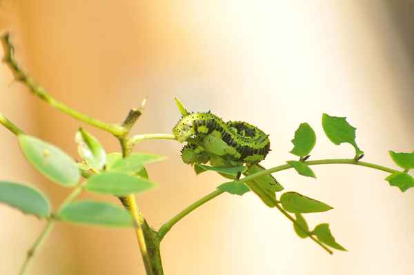 Raupe