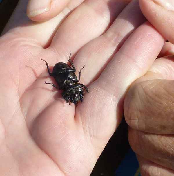 Ein Mistkäfer stellt sich tot