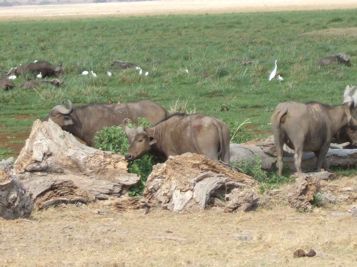 Wasserbüffel im Amboseli-Nationalpark