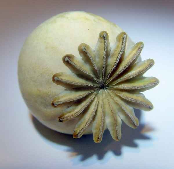 Mohnkapsel