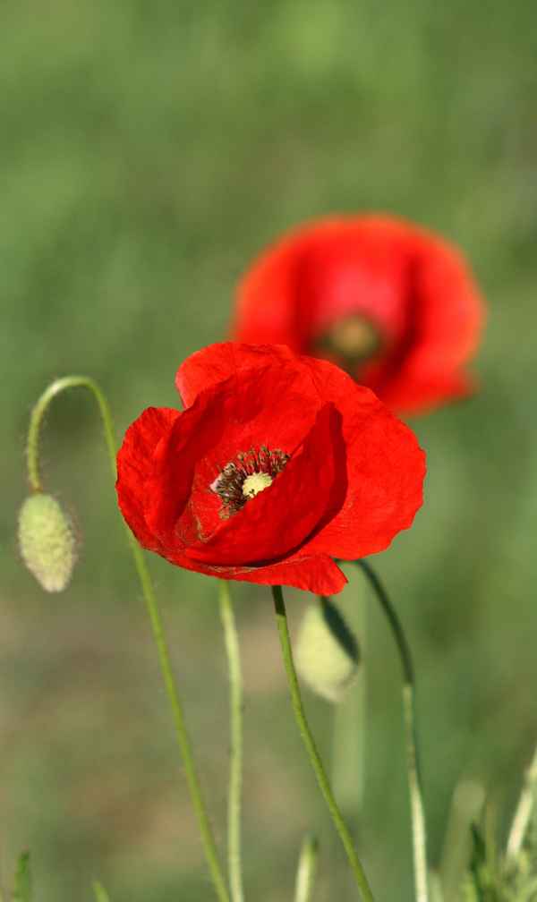 klatschmohn