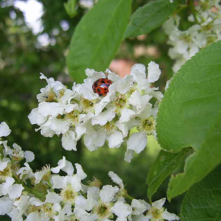 Marienkäfer und Mücke - gemeinsam auf den Blüten