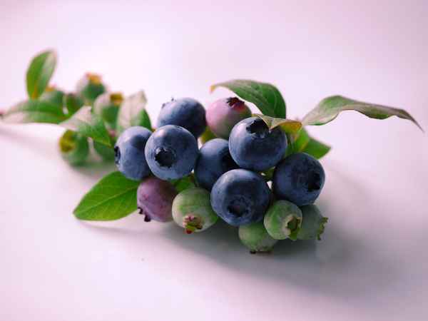 Blaubeeren . . .