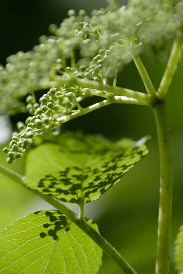 Hollunderknospen 2