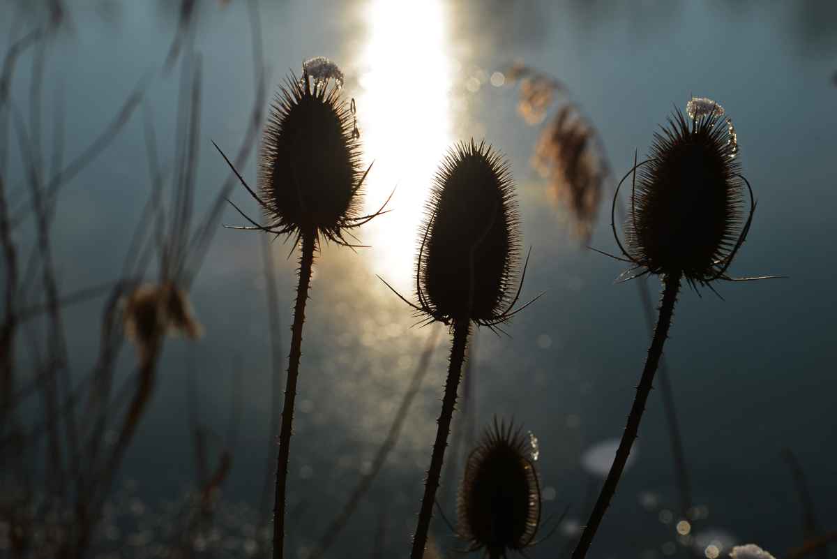 Karden im Gegenlicht