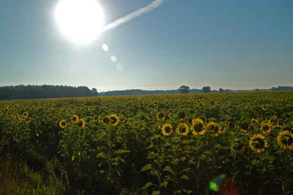 Sonnenanbeter