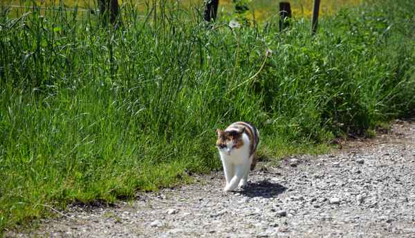 Schmusetiger on tour 01