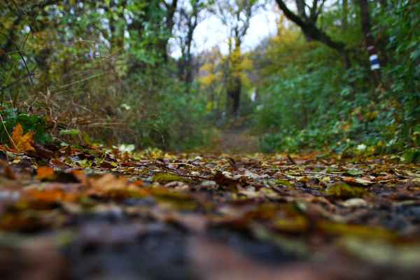 Ein grauer Herbsttag