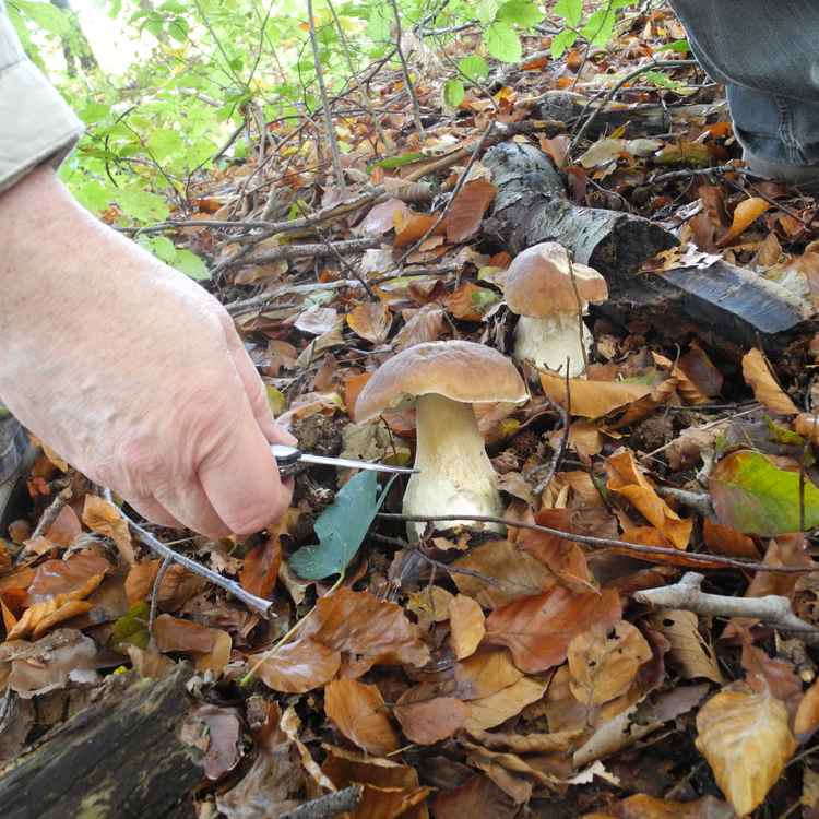 Ein Pilzsammler bei der Arbeit