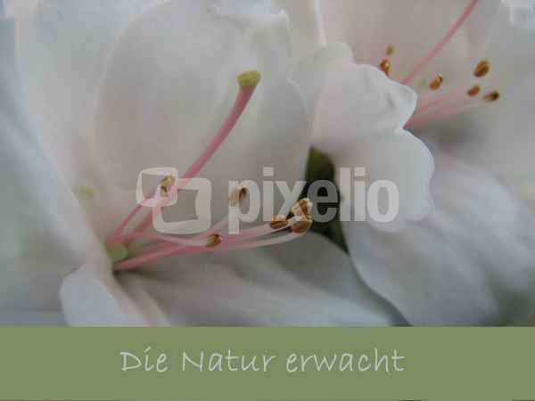 Die Natur erwacht