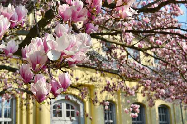 Magnolien am Teehaus...