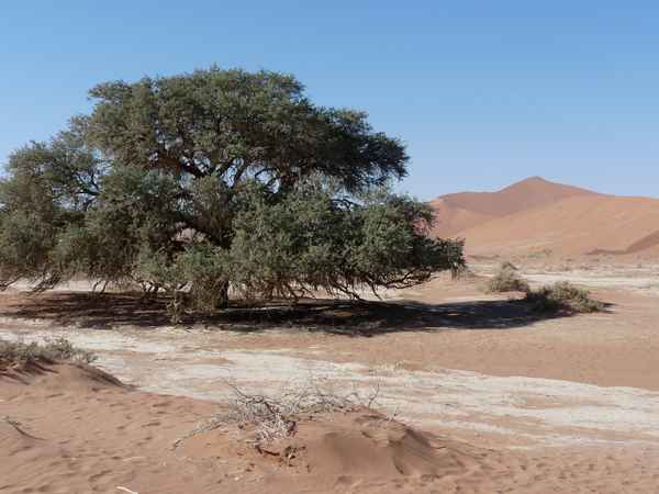 In der Namib-Wüste