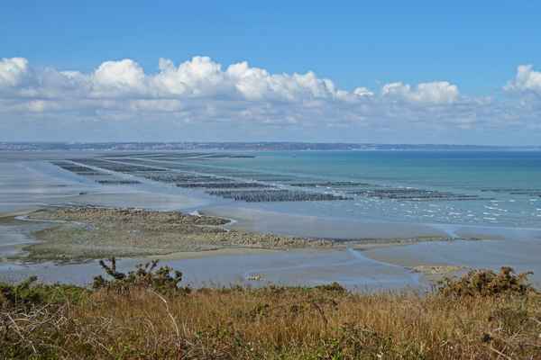 Muschelzuchtbänke en gros
