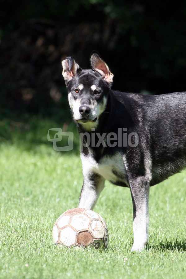 Hol den Ball !?!