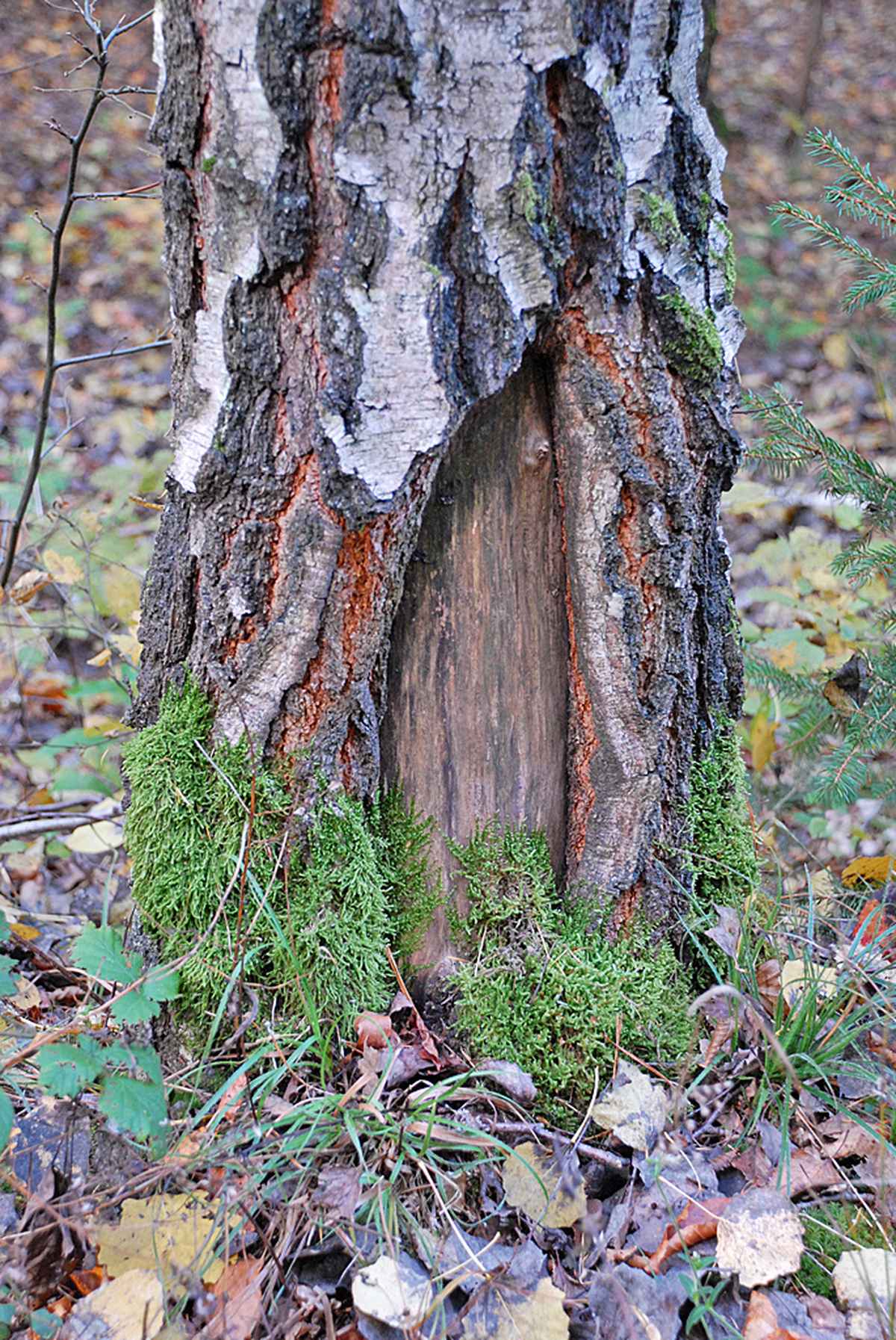 Birkenstamm aufgerissen
