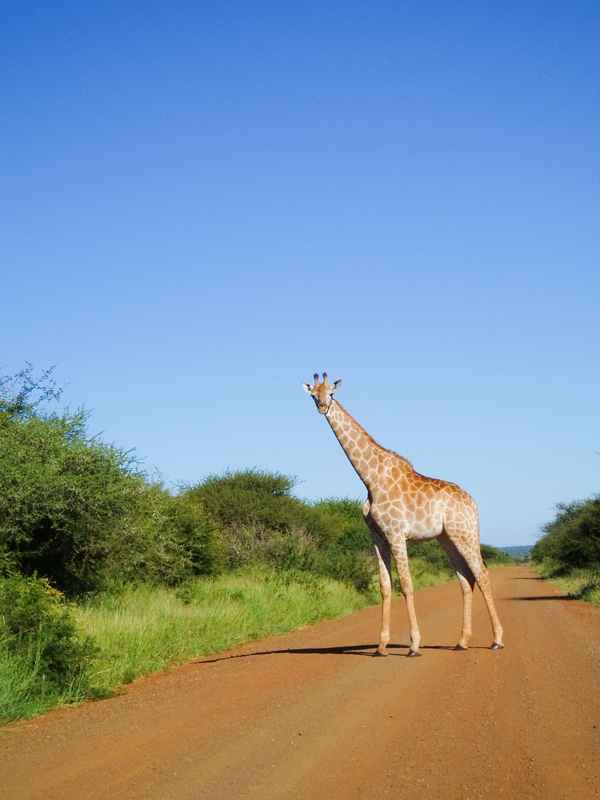 Giraffe