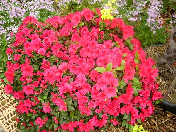 Botanischer Garten Berlin 15