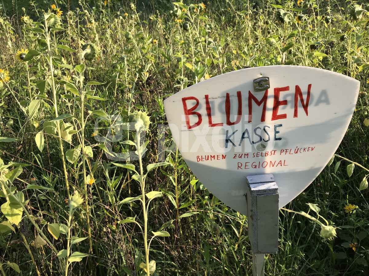 Blumenkasse: Blumen zum Selberpflücken / Foto: Alexander Hauk