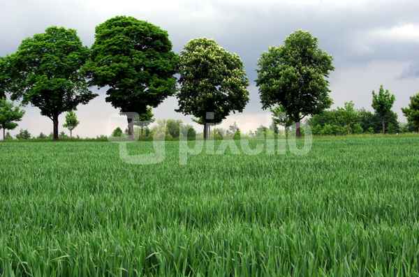 Kornfeld 1