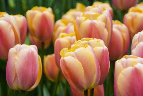 Tulpen-Dschungel