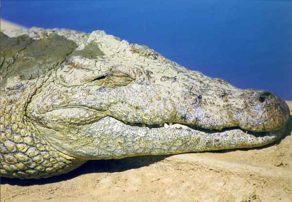 Träumendes Krokodil