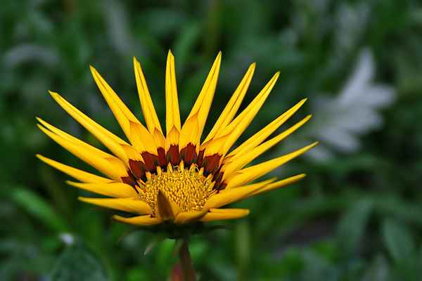 Blume-0101