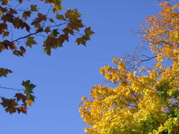 Herbst2005 006