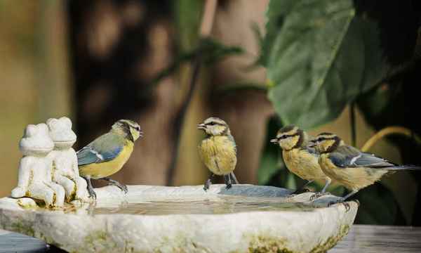 „quartetto cinciarella“