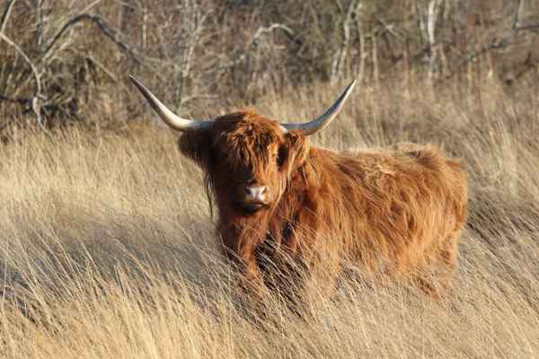 schottisches Hochlandrind