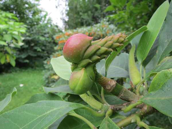 Magnolien-Frucht