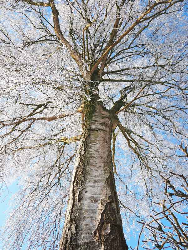 birke mit raureif