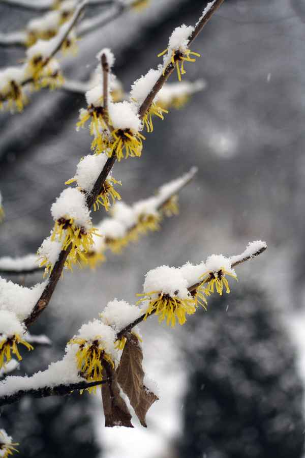 Der erste Strauch blüht....