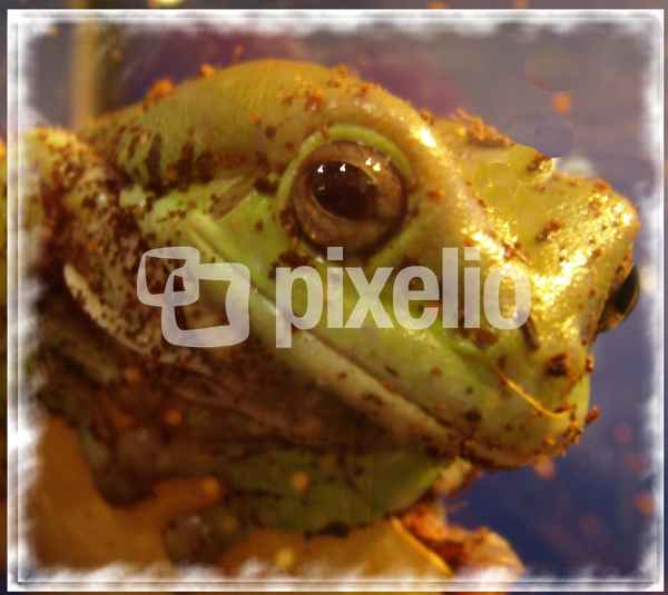 Sei kein Frosch