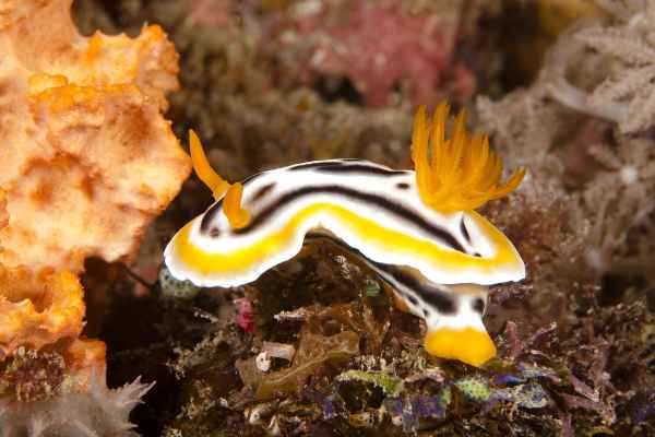 Mal ne andere Schnecke