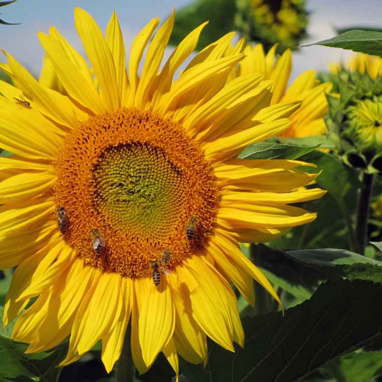 Sonnenblume II