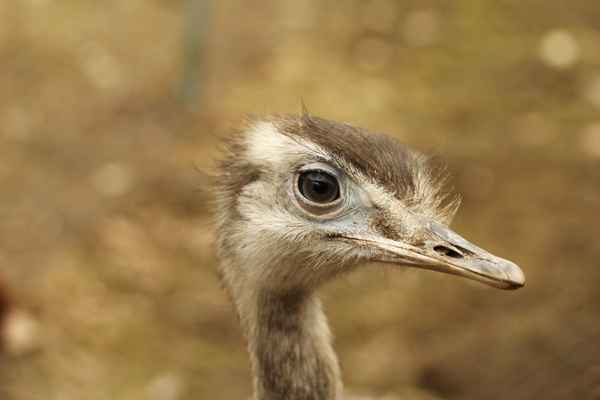 komm ja nicht näher